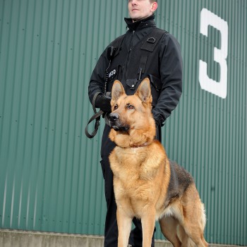 A Ministry of Defence Guard Service (MGS) dog handler and his charge are pictured at work on the Army Air Corps station at Middle Wallop.

*Model release held by photographer*